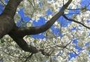 Dogwood tree